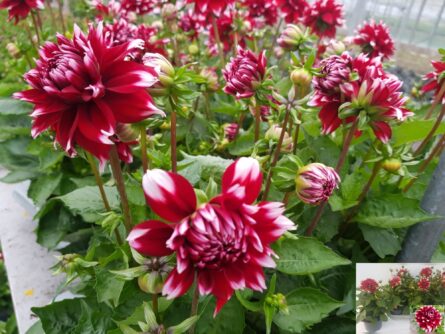 dahlia p17 rouge