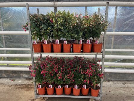 fuschia pyramide