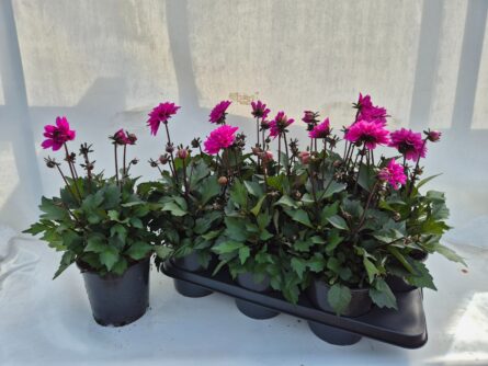 dahlia p17 violet