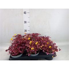 oxalis jaune