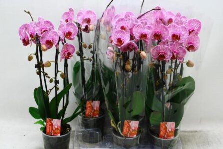 phal cascades 2 br strille