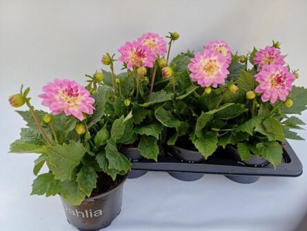 dahlia p17 rose