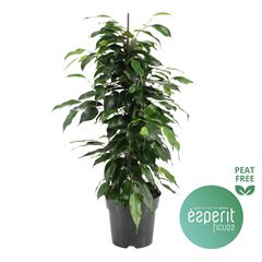 ficus p17