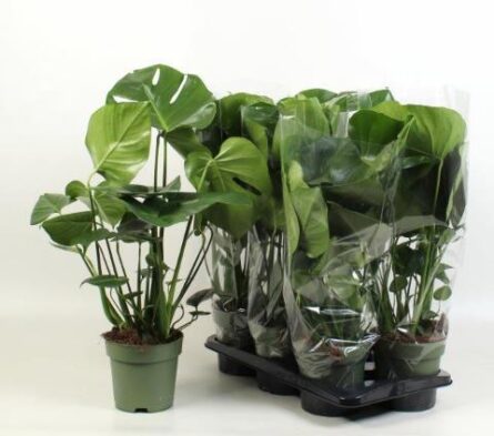 monstera