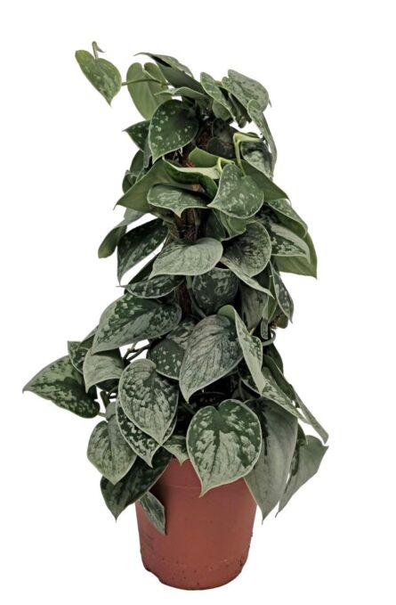 scinapsus p15