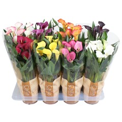 calla p14