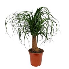 beaucarnea p19