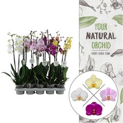 phal promo p12