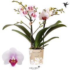 phal midi blanc coeur rouge