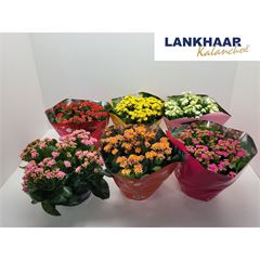 kalanchoe coupe