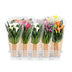 calla
