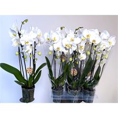 phal cascades 2 br blanc