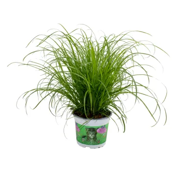 herbe a chat