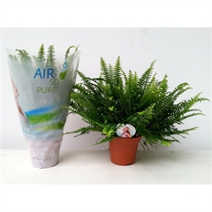 nephrolepis