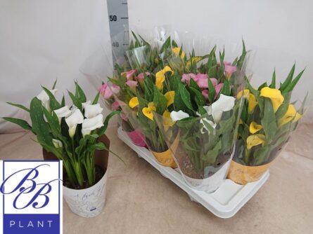 calla