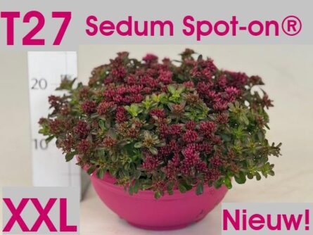 sedum coupe