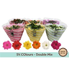 kalanchoe coupe