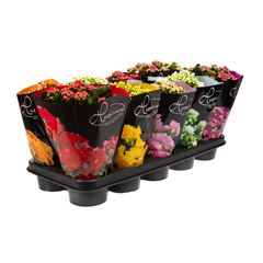 kalanchoe mix p12