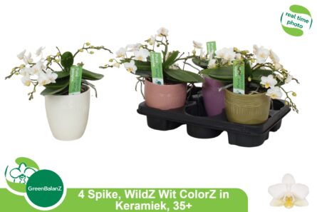 phal multi+cache pot