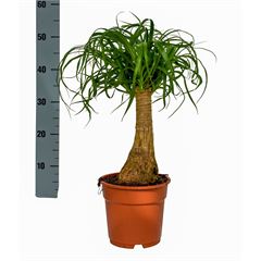 beaucarnea p17
