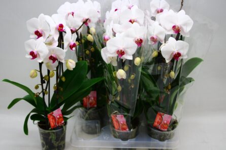 phal cascades 2 br blanc coeur rouge