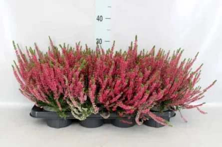 calluna rouge