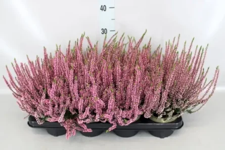 calluna rose