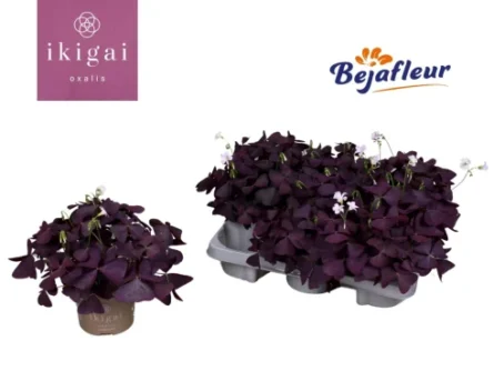 oxalis