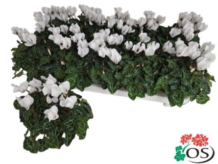 cyclamen mini blanc