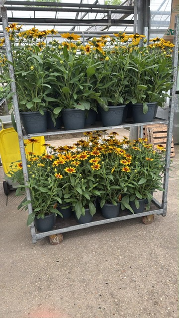 rudebeckia