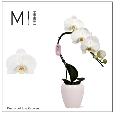 phal swan blanc
