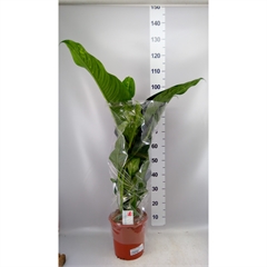 diefenbachia