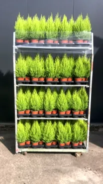 cupressus