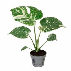 monstera p12