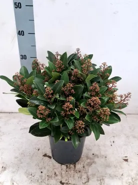 skimmia