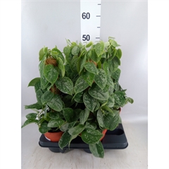 scindapsus