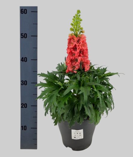 delphinium
