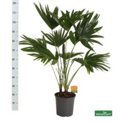 livistonia p24