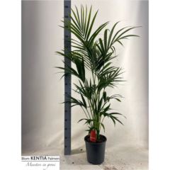 kentia