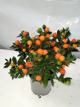 solanum