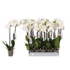phal blanc