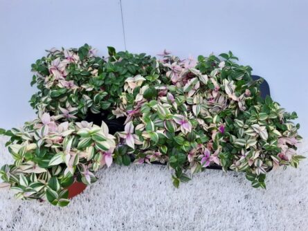 tradescantia