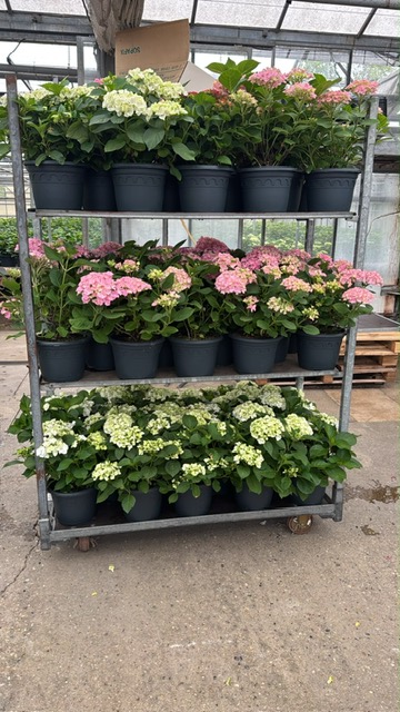 hortensia