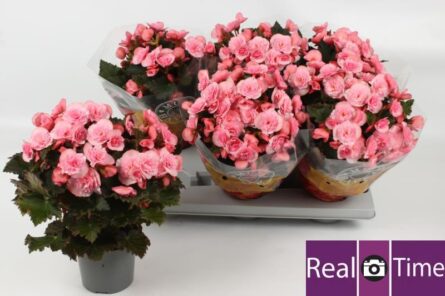 begonia rose