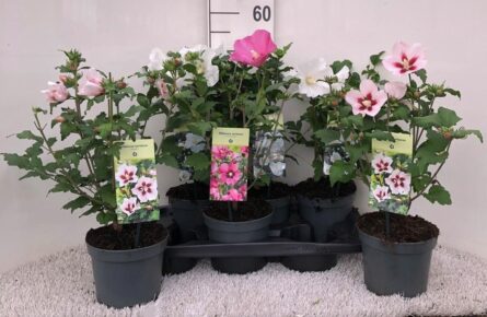 hibiscus vivace