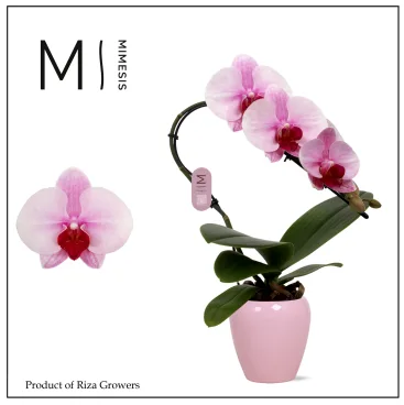 phal swan rose