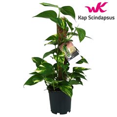 pothos