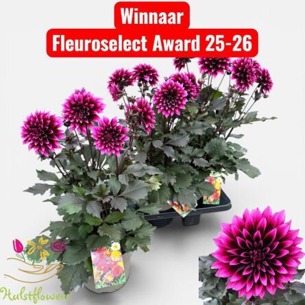 dahlia violet