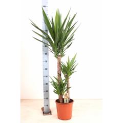 yucca p24