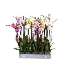 phal couleur